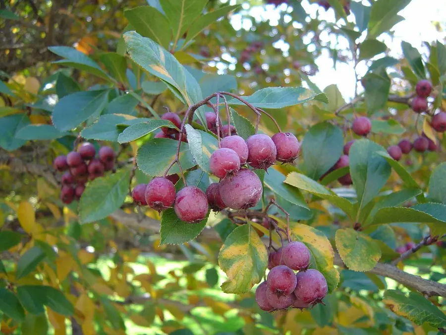 The Crataegus crus-galli card