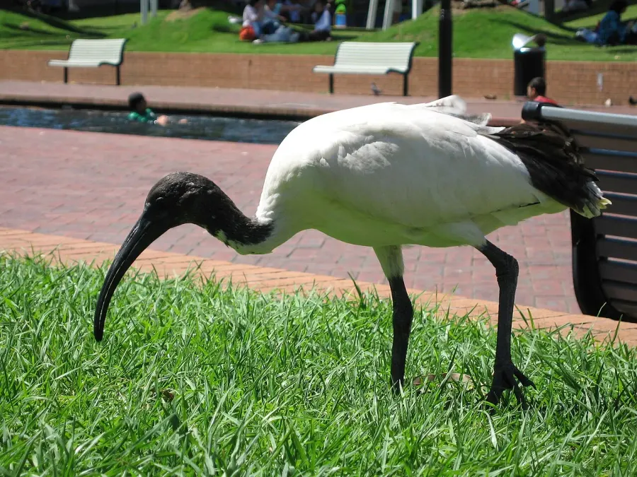 La carte Threskiornis