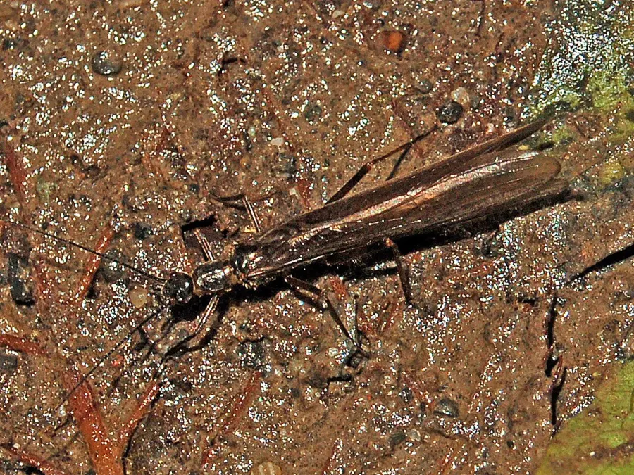 The Leuctridae card