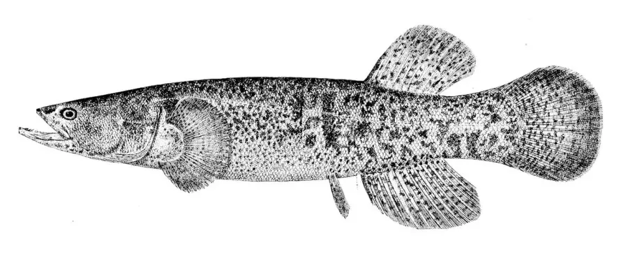 La carte Umbridae