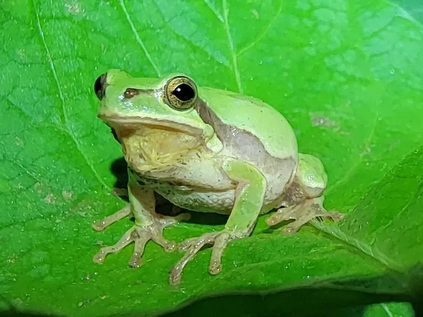 The Dryophytes immaculatus card