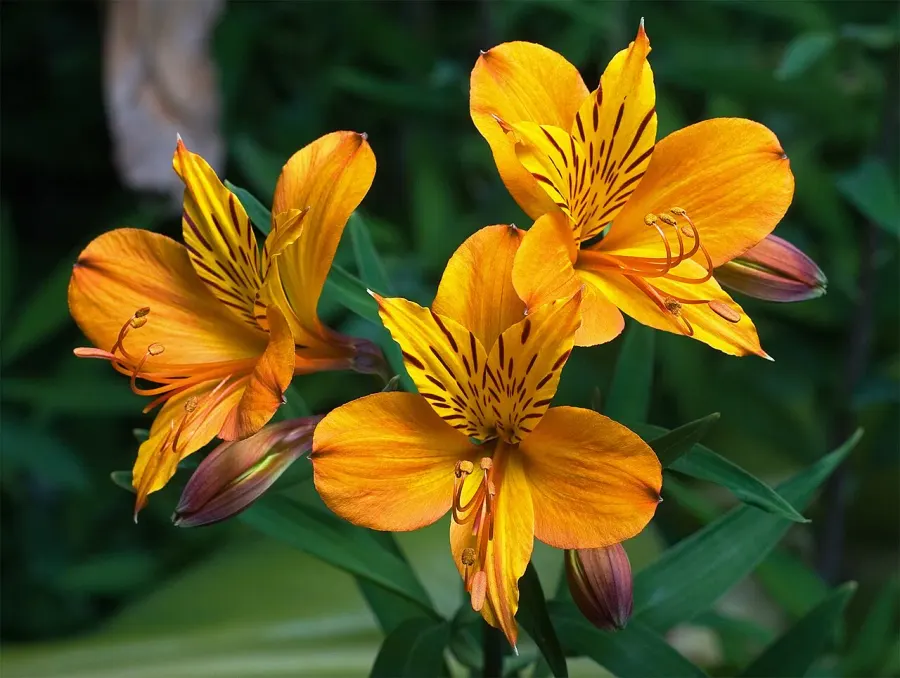 La carte Alstroemeria