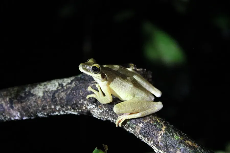 The Cayenne slender-legged tree frog card