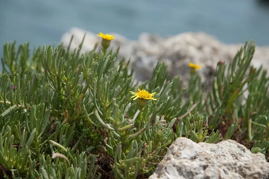 La carte Limbarda crithmoides