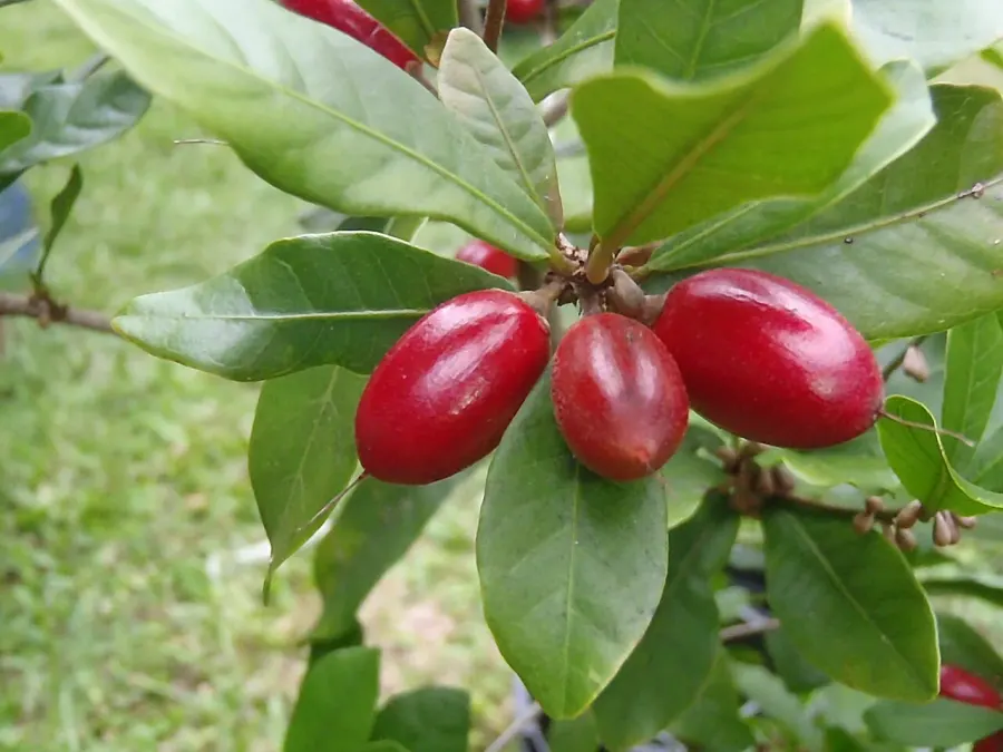 La carte Fruit miracle