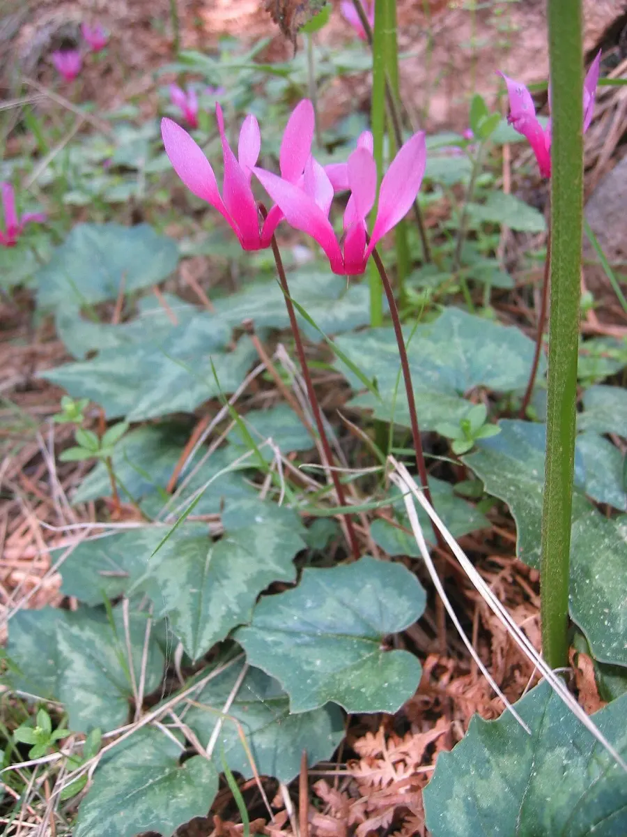 The Cyclamen repandum card