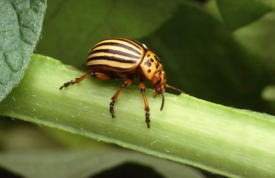 La carte Chrysomeloidea