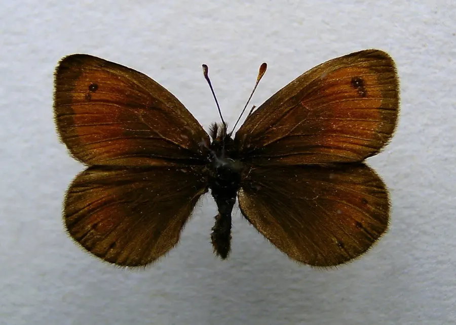 The Silky ringlet card