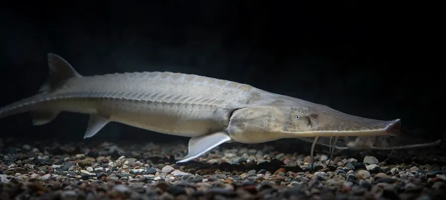 La carte Scaphirhynchus albus