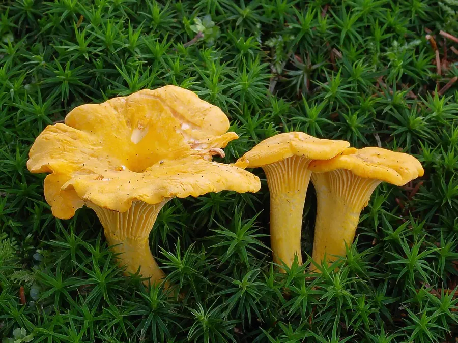 La carte Cantharellus
