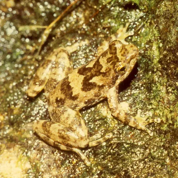 The Taudactylus card