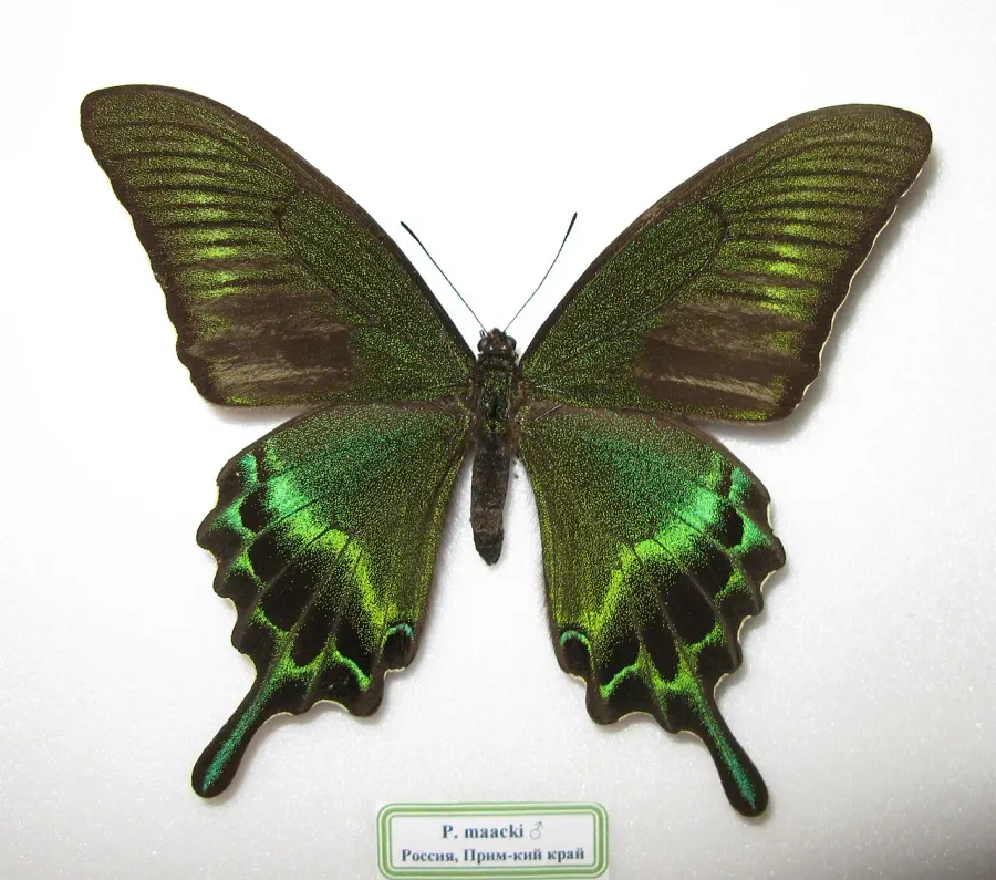 The Papilio maackii card