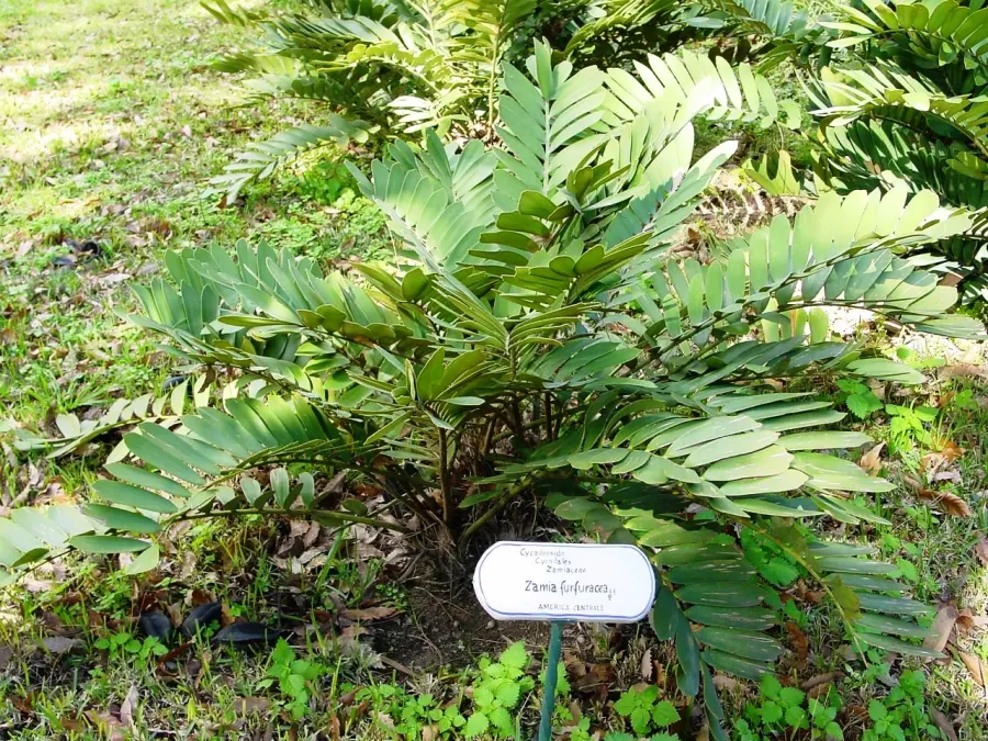 La carte Zamia furfuracea