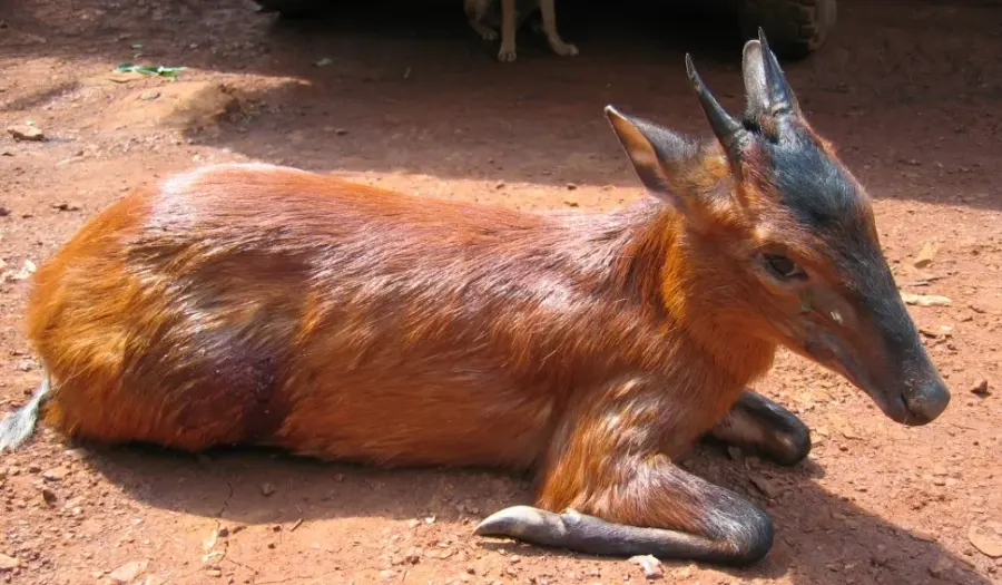 The Black-fronted duiker card