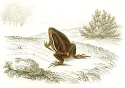 La carte Elachistocleis
