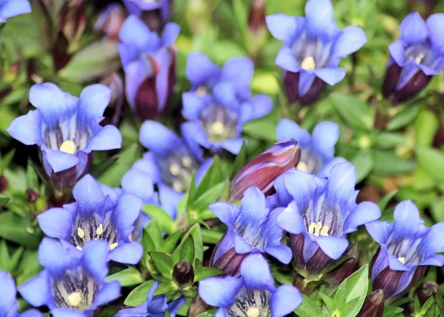 The Gentiana scabra card