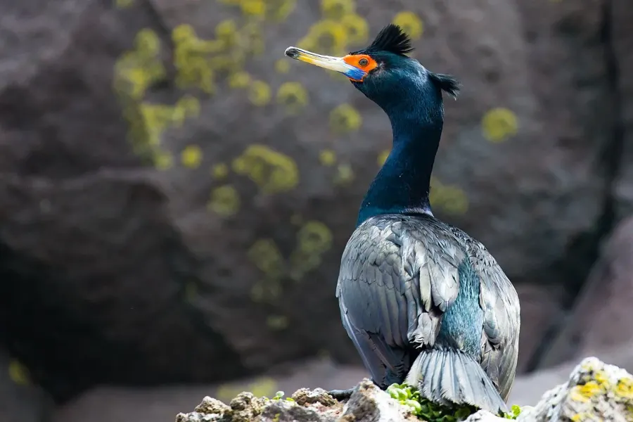 La carte Cormoran à face rouge