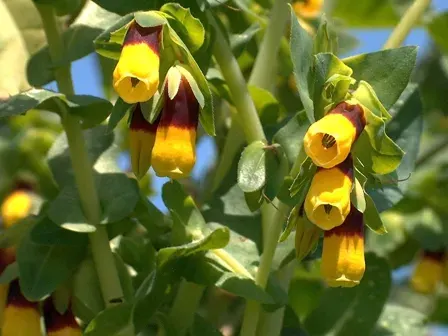 The Cerinthe card