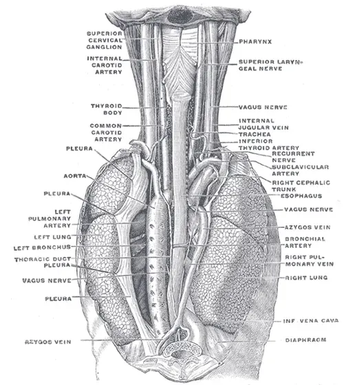 The Bronchial artery card