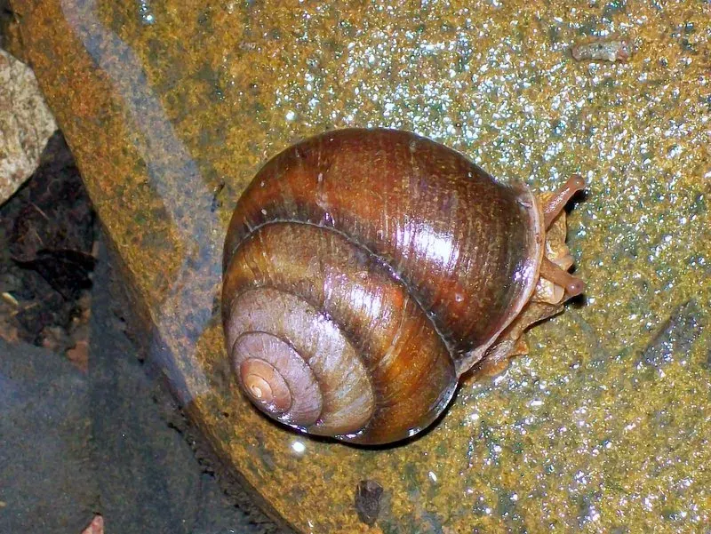 La carte Camaenidae