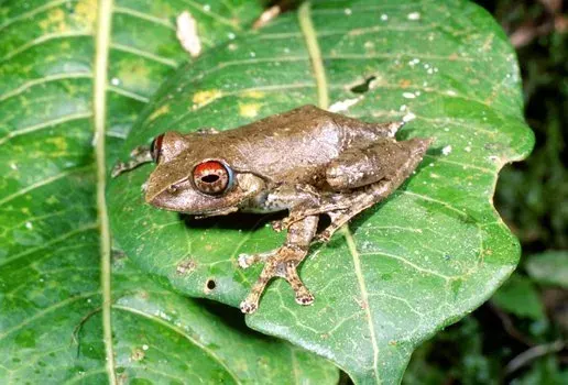 The Boophis rufioculis card