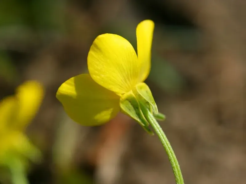 La carte Ranunculus sardous