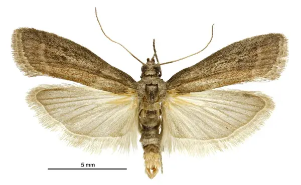 The Ephestia elutella card