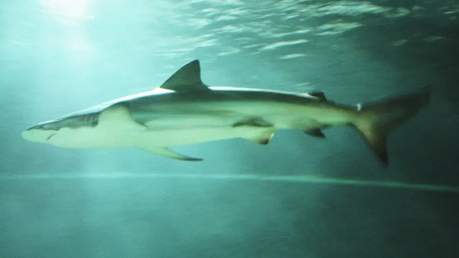La carte Requin cuivre