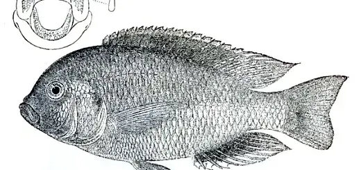La carte Chilotilapia rhoadesii