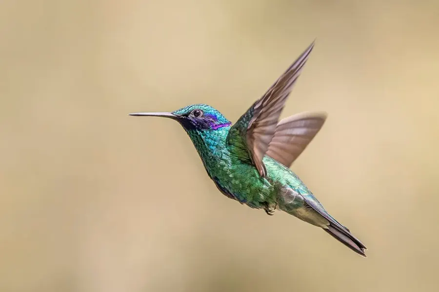 La carte Colibri d'Anaïs