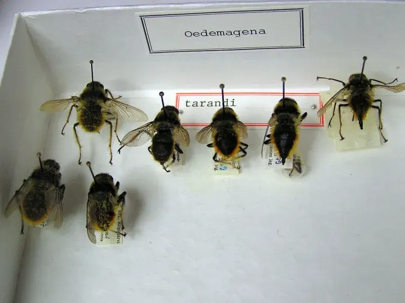 The Warble fly card