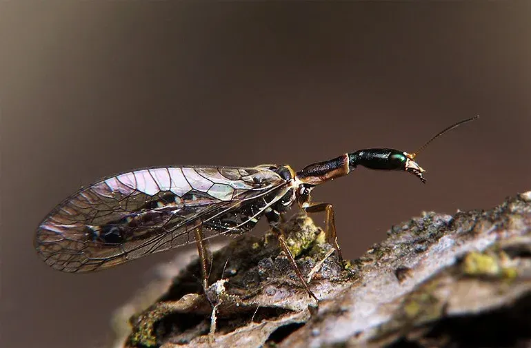 The Raphidiidae card