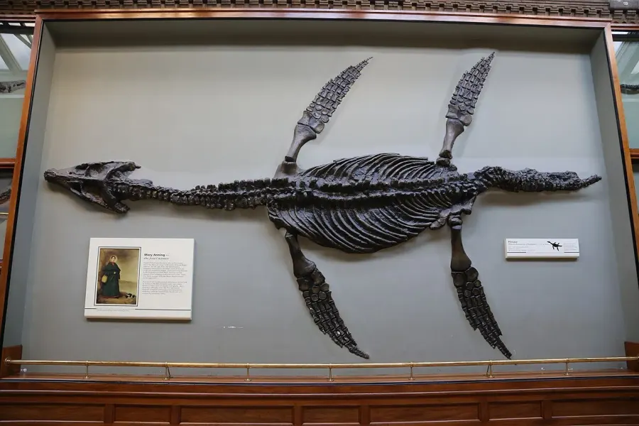 The Pliosauridae card