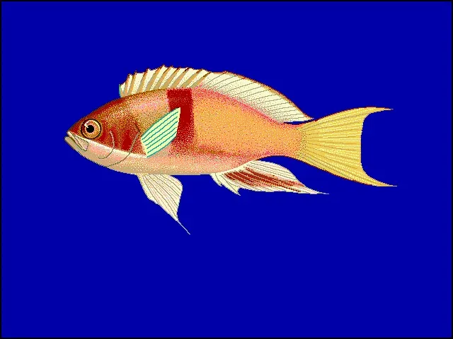 The Pseudanthias rubrizonatus card