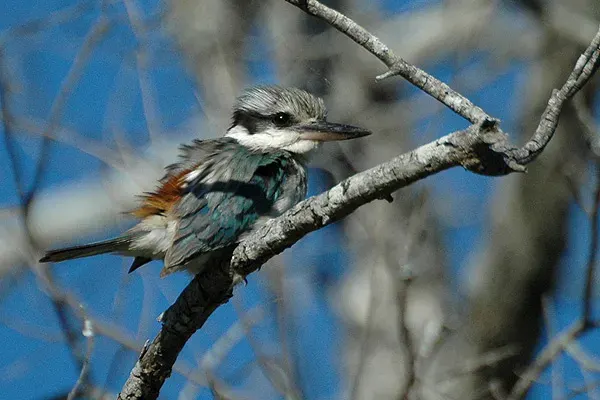 The Red-backed kingfisher card