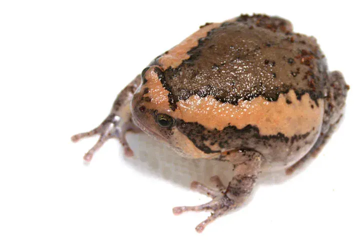 The Banded bullfrog card