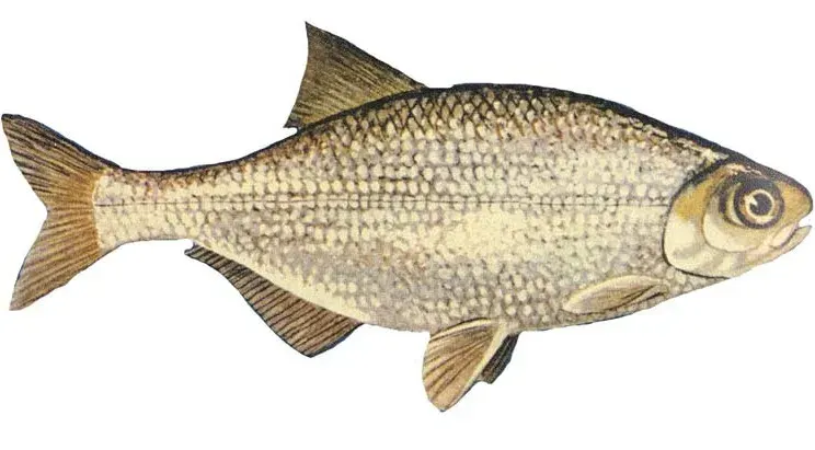 La carte Hiodon tergisus
