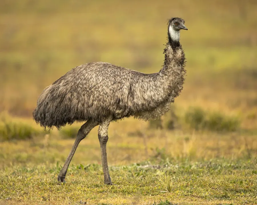 The Emu card