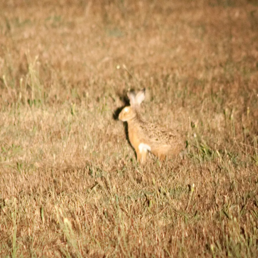 La carte Lepus corsicanus