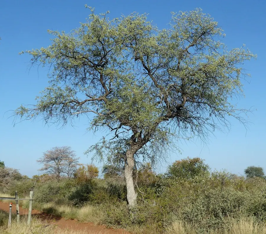 La carte Combretum imberbe