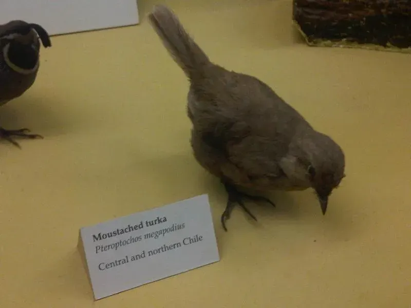La carte Pteroptochos