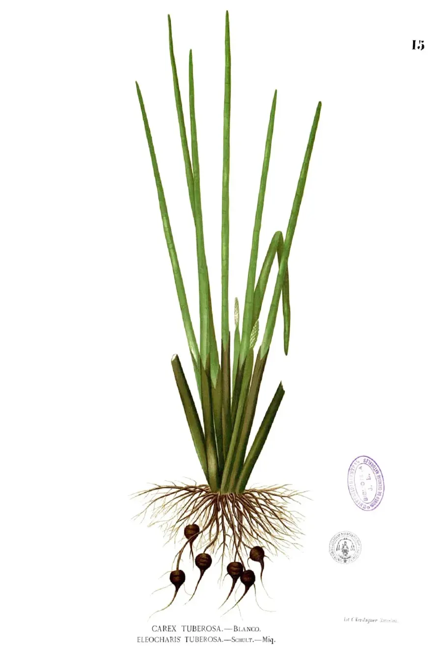 The Eleocharis dulcis card