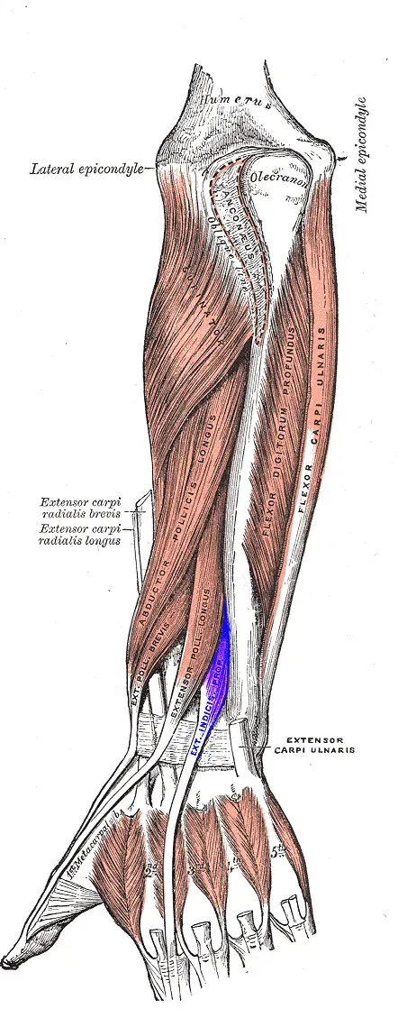 The Extensor indicis muscle card