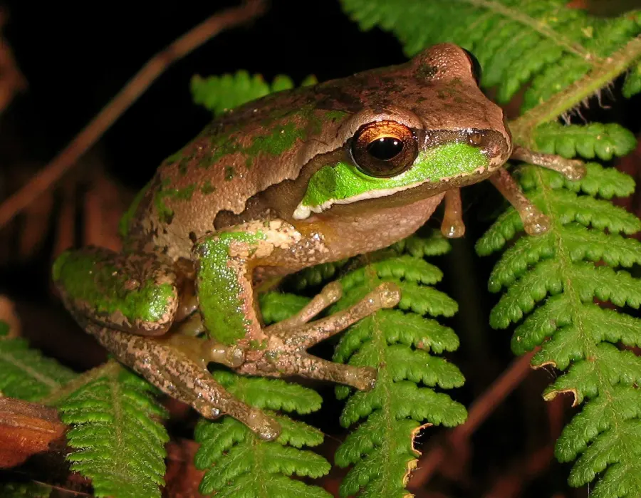 The New England tree frog card