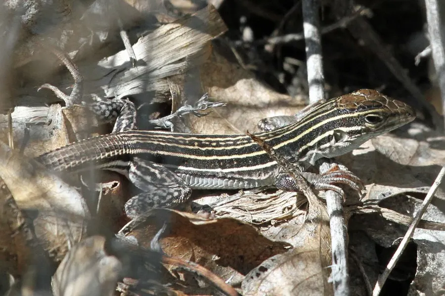 The New Mexico whiptail card