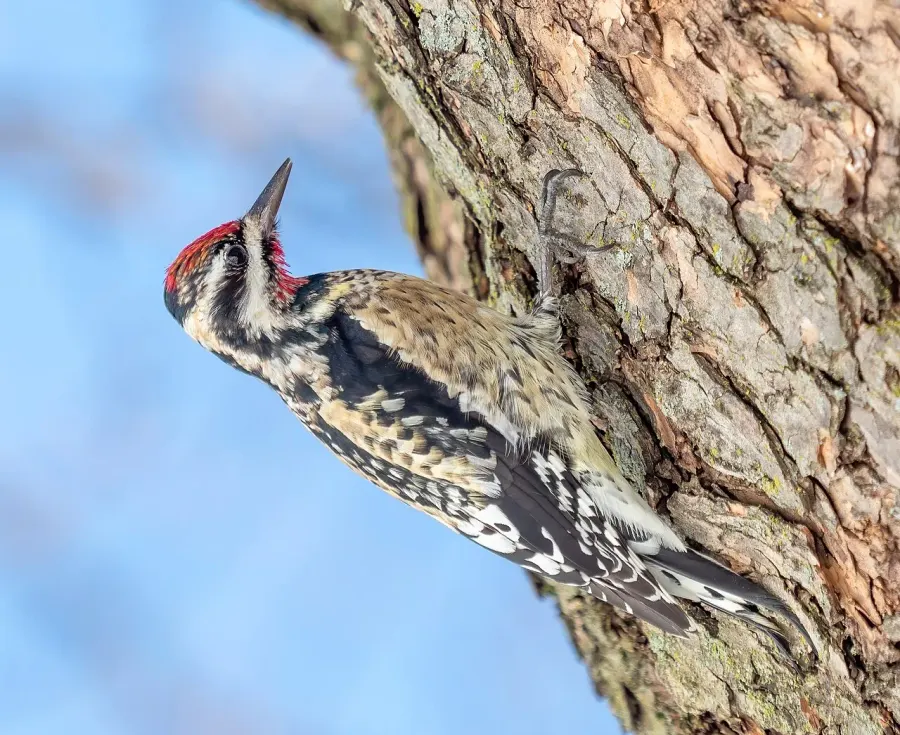 The Yellow-bellied sapsucker card