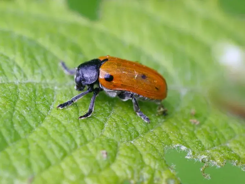 La carte Clytra quadripunctata
