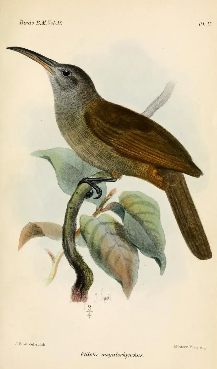 The Long-billed honeyeater card