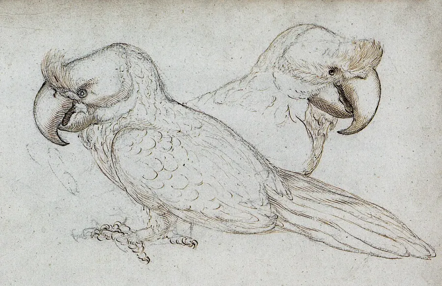 La carte Lophopsittacus mauritianus