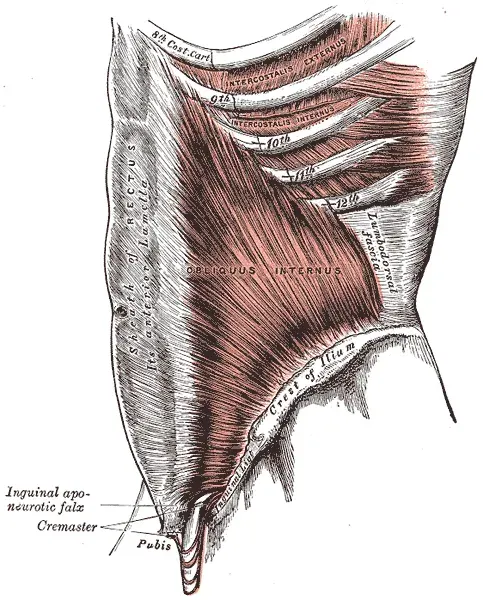 The Fascia card